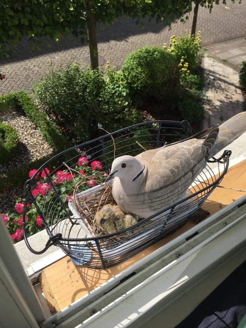 Nestje jonge duiven in mijn raamkozijn 