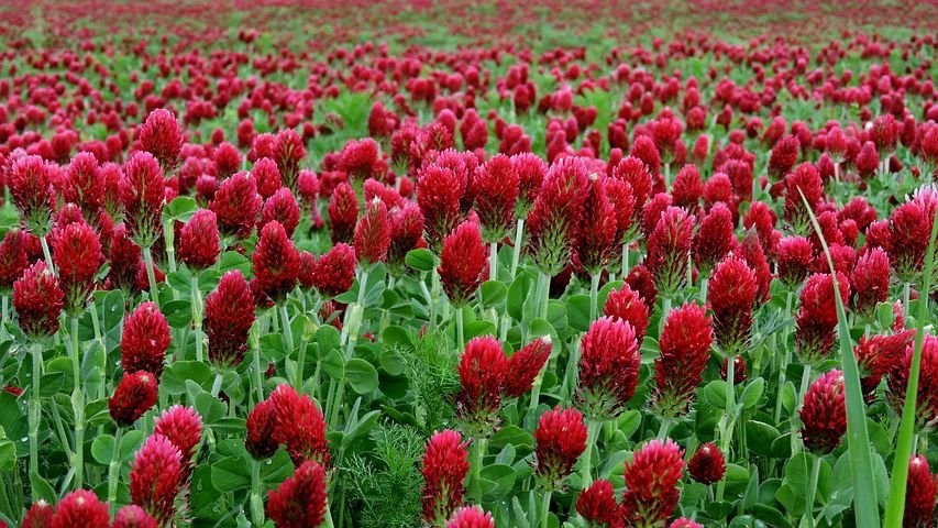 Groenbemester klaver met dieprode bloemen 