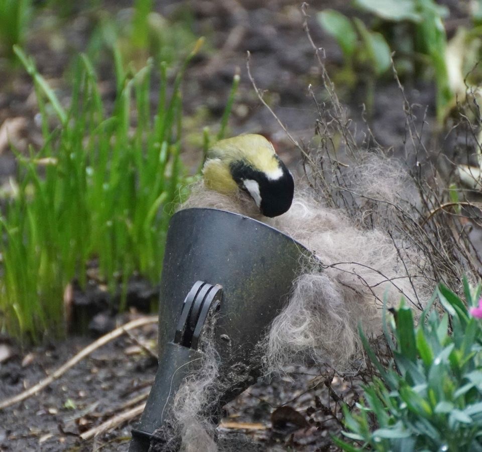 Vogels-slepen-nestmateriaal-uit-tuin-naar-nestkast