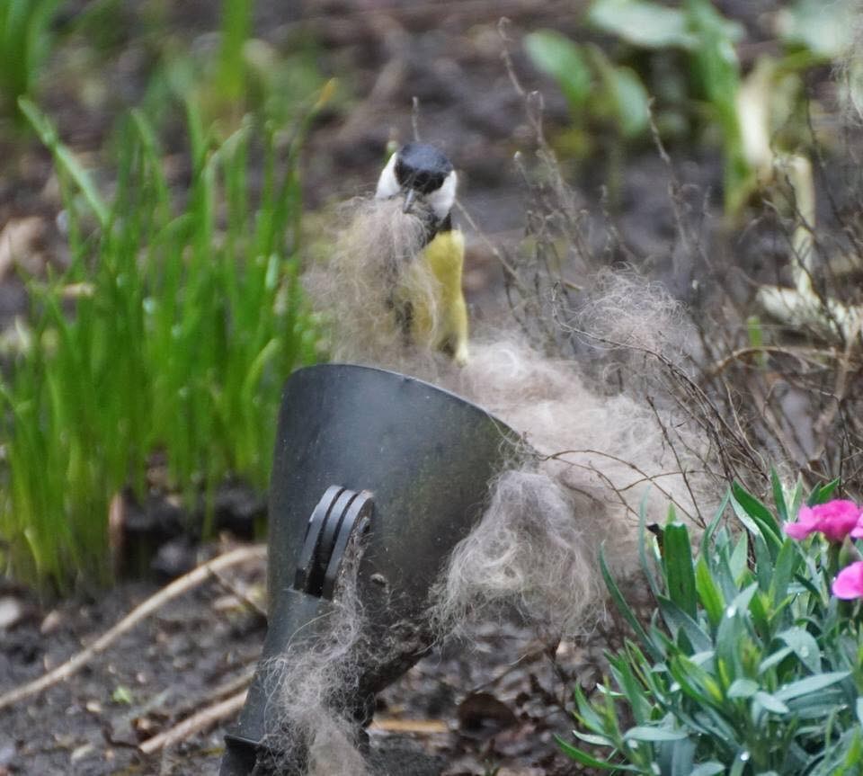 Vogels-nestmateriaal-in-tuin-hangen