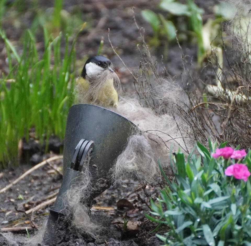 Vogels-nest-maken-met-tuin-afval-uit-border