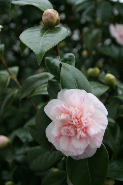 Camelia, rose, bloeiende , bladhoudende struiken en heesters