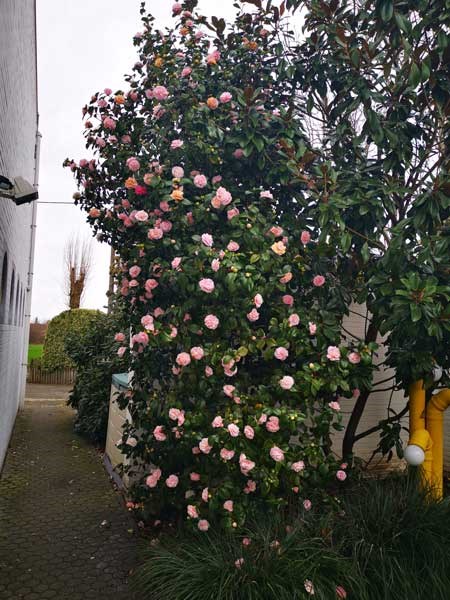 Camelia, bloeiende struiken en bladhoudend