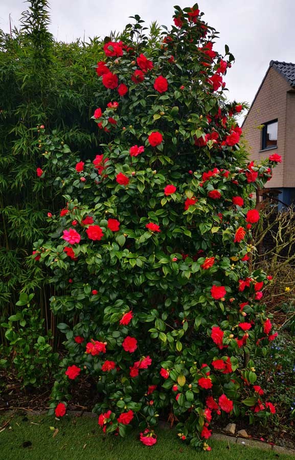 Camelia, sterke, opvallende struiken, glanzende, bladeren, rode, grote, bloemen