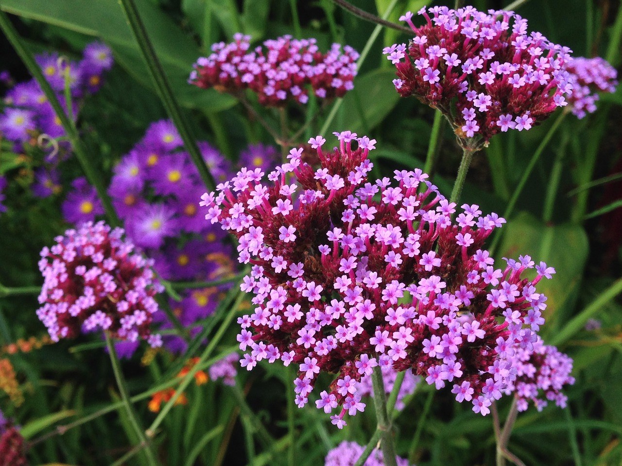 Verbena plant voor volle zon weefplanten