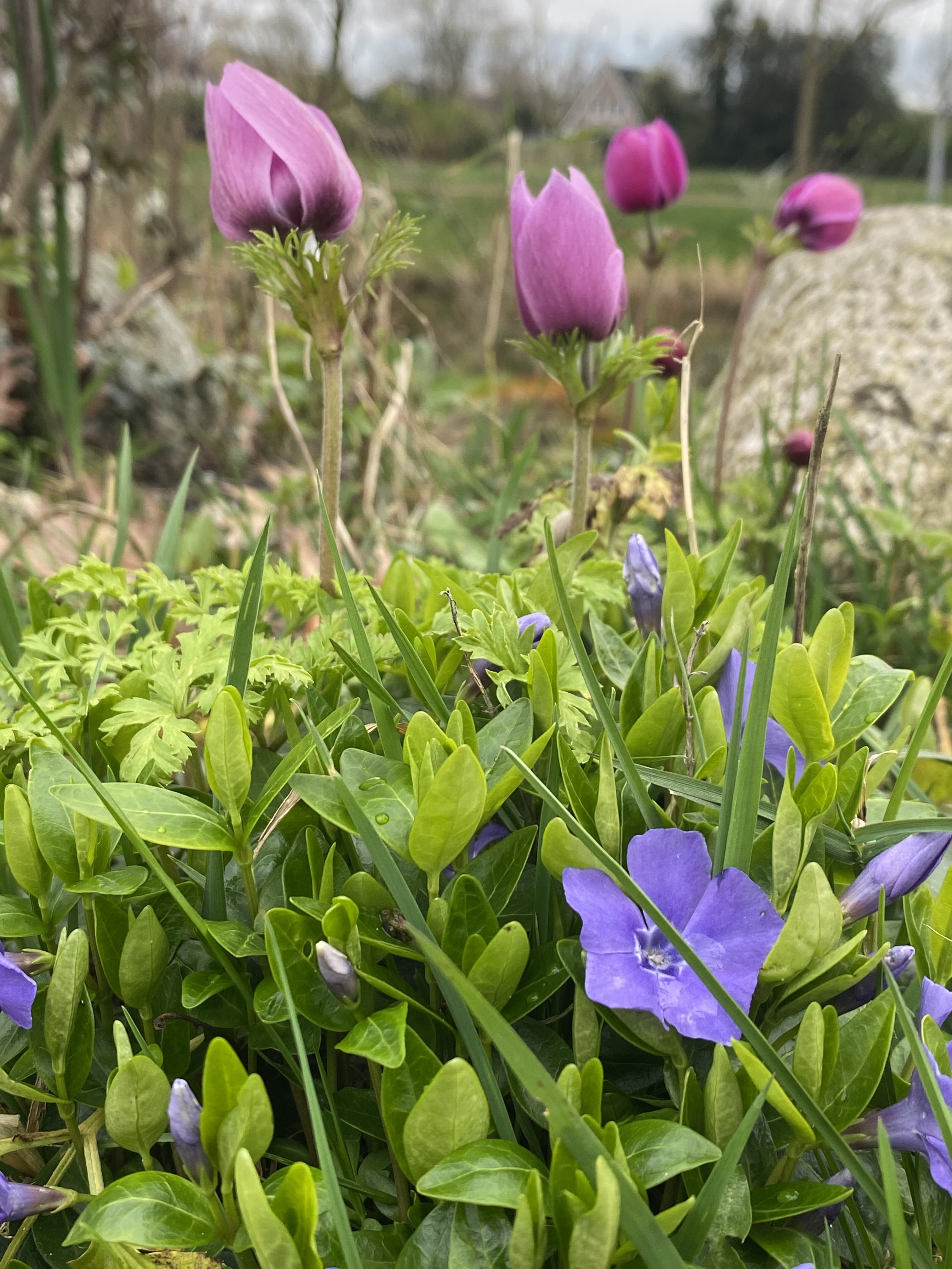 Voorjaars-boeket-paars-roze-wilde-bloemen