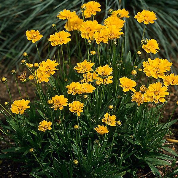 Viool het is nutteloos functie Coreopsis / Meisjesogen (soort)