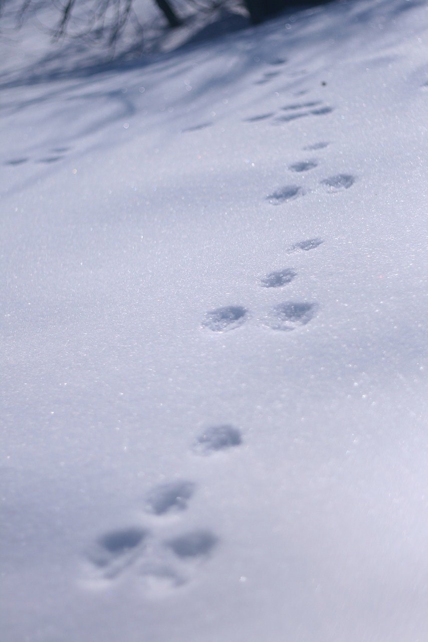 Spoor konijn in sneeuw