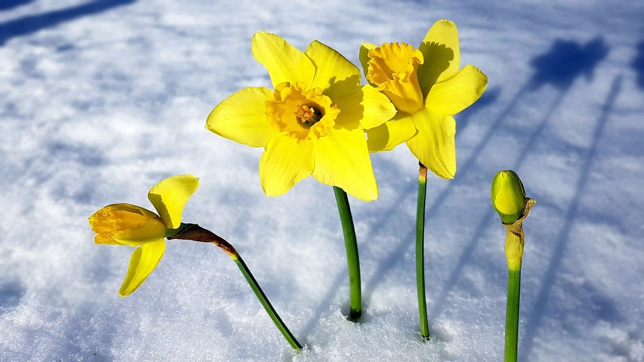 Narcis bloeit al in sneeuw