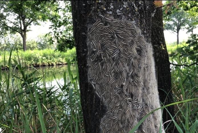 Eikenprocessierups-bestrijders-drenthe