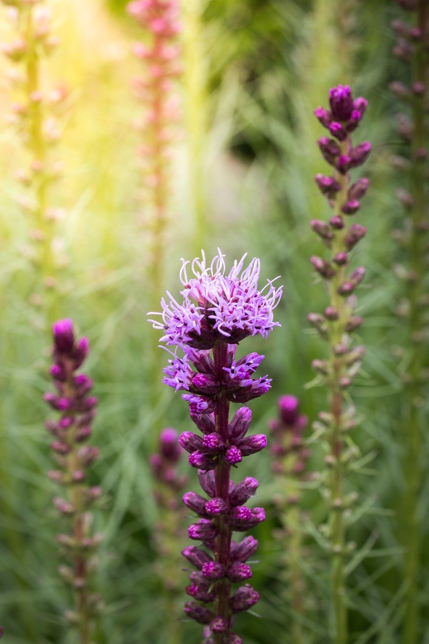 Opgaande vaste plant met bloeiaren liatris