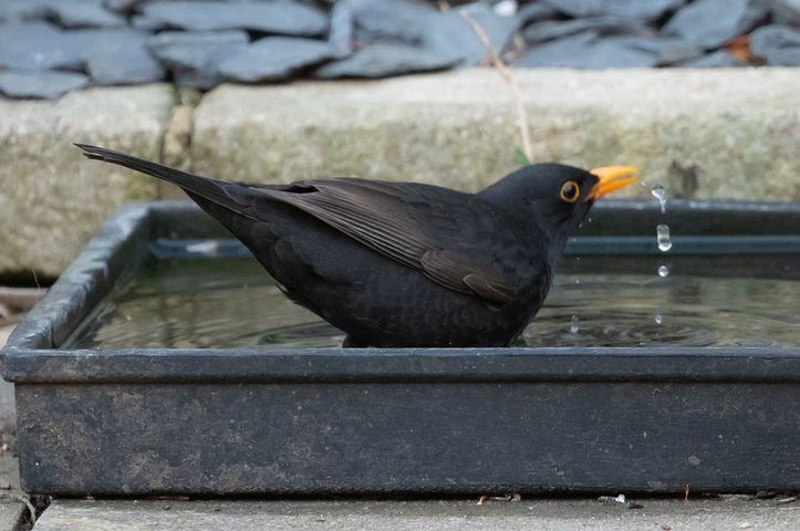 Merel-koolmees-drinken-in-vijver-drinkbakje-water-geven-waterplaats-plas