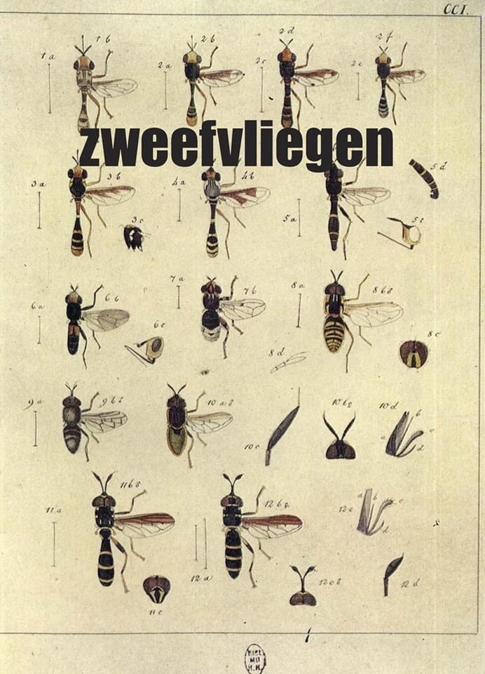 Zweefvliegen, herkennen, determineren, namen