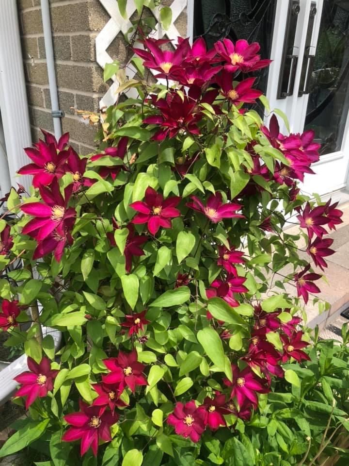 Clematis met rode bloemen voor kleine tuin