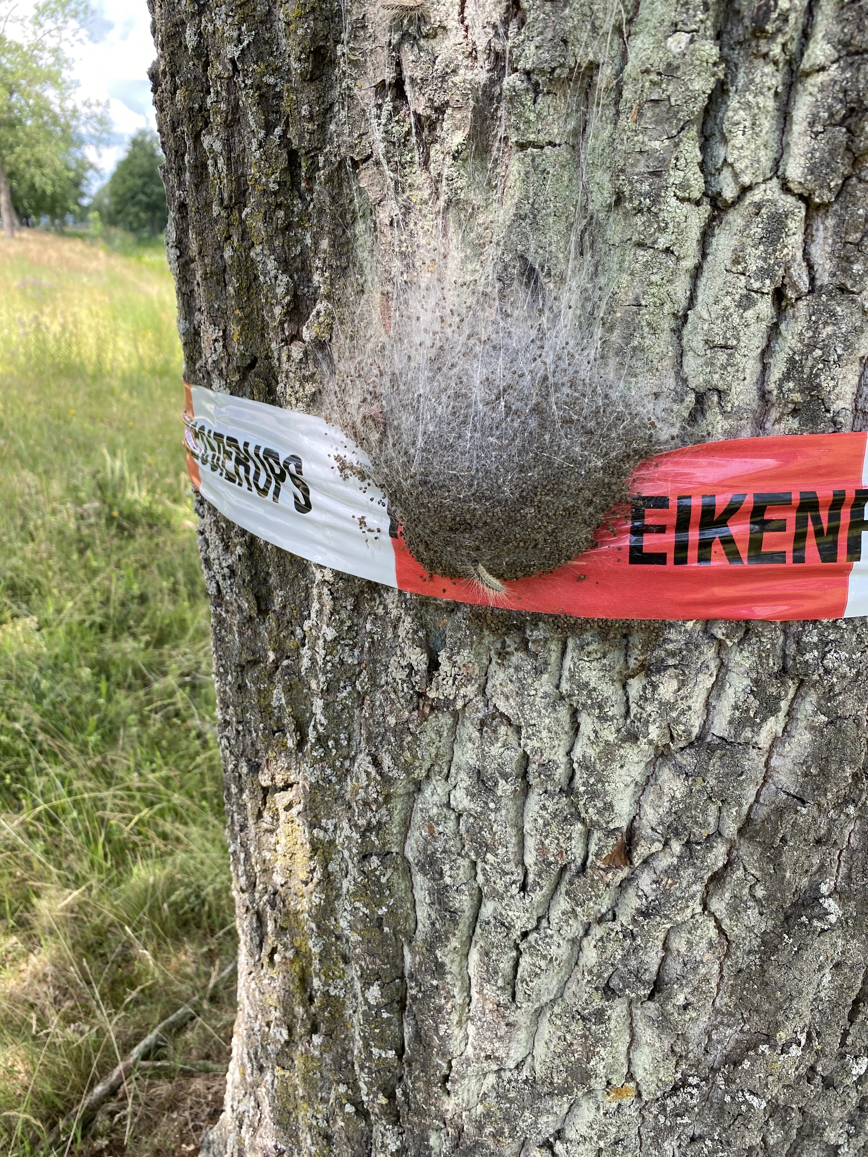 Jeuk processierups middelen verhelpen