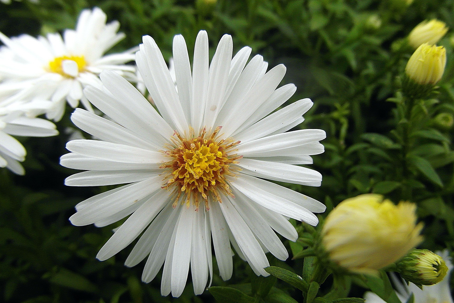 De perfecte plant voor de herfst