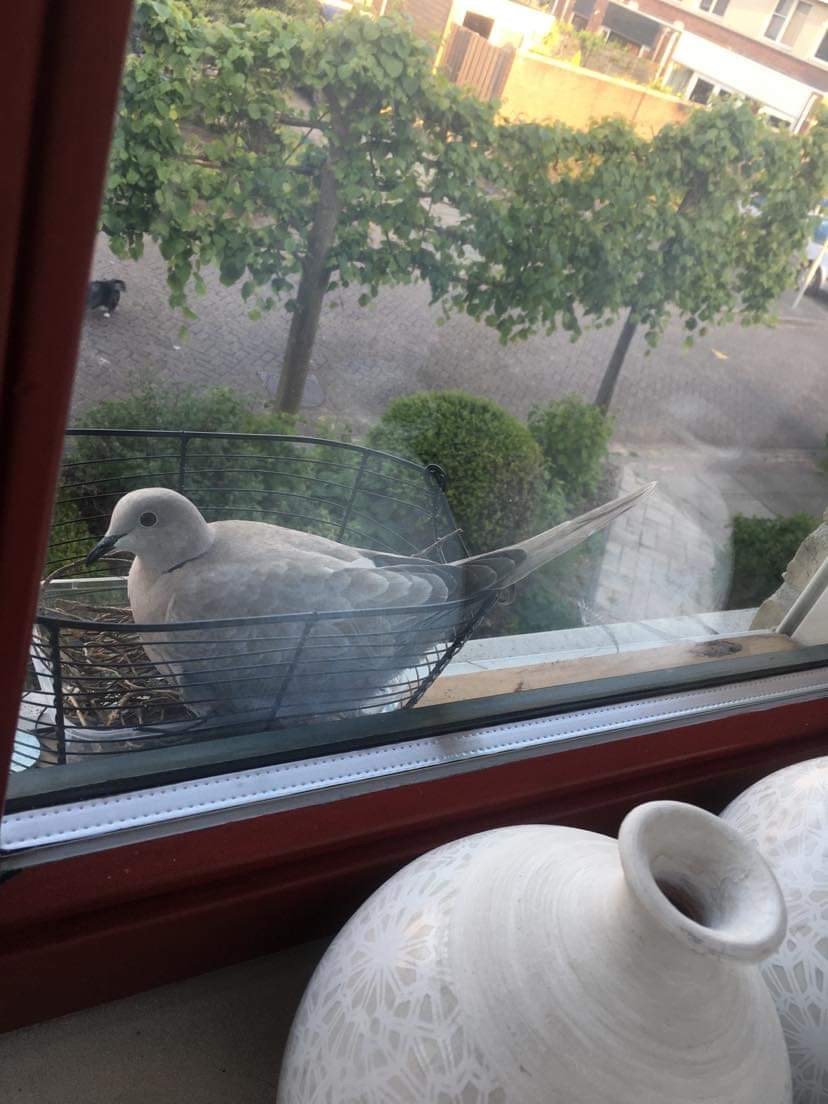 Mandje in raamkozijn bloembak nestplaats vogel