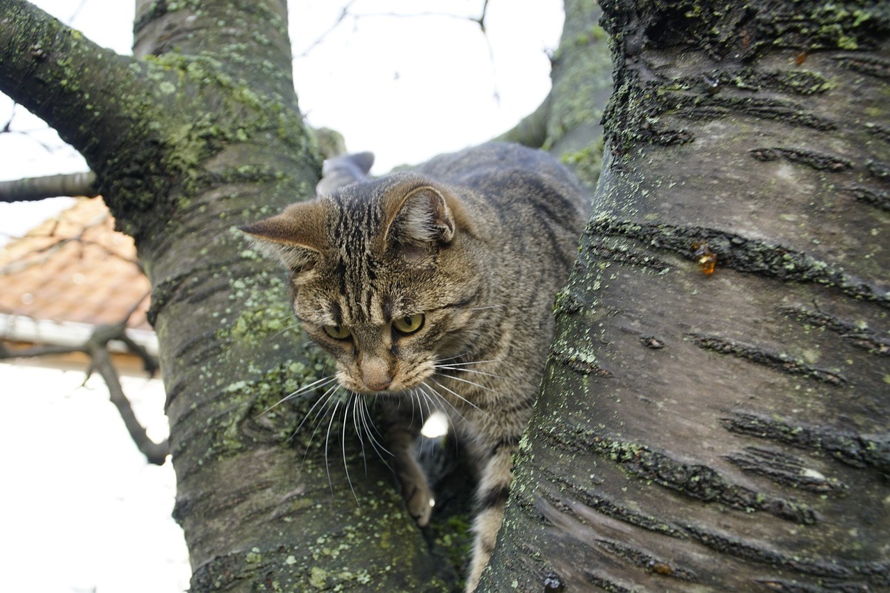 Kat-leren-geen-muis-vogels-te-vangen