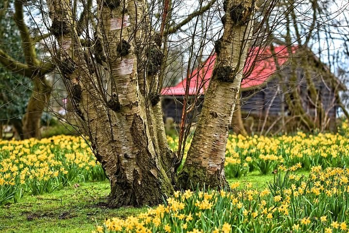 Narcis bolgewas vroege voorjaarsbloeiers