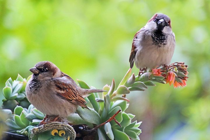 Mag ik vogels het hele jaar bijvoeren