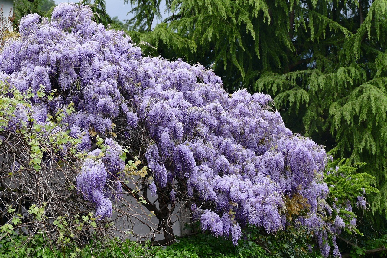 Wisteria-bloeit-slecht-voeding-grondsoort-geel-blad