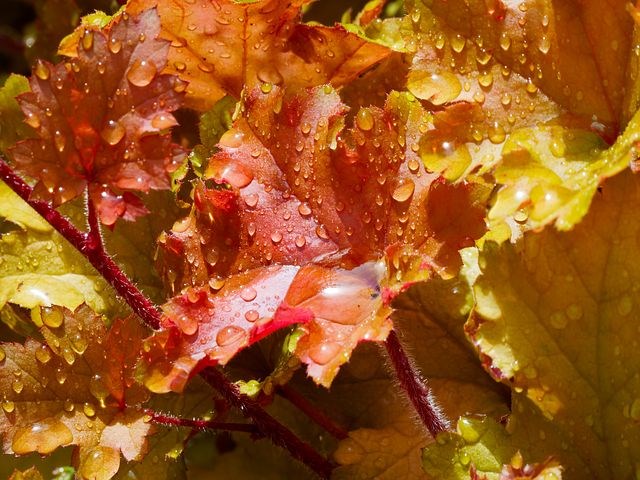 Bladplanten met een mooie bruine kleur