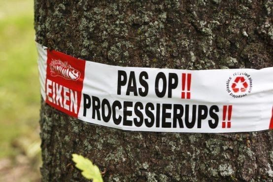 Processierups-in-de-tuin-gevaar-weghalen