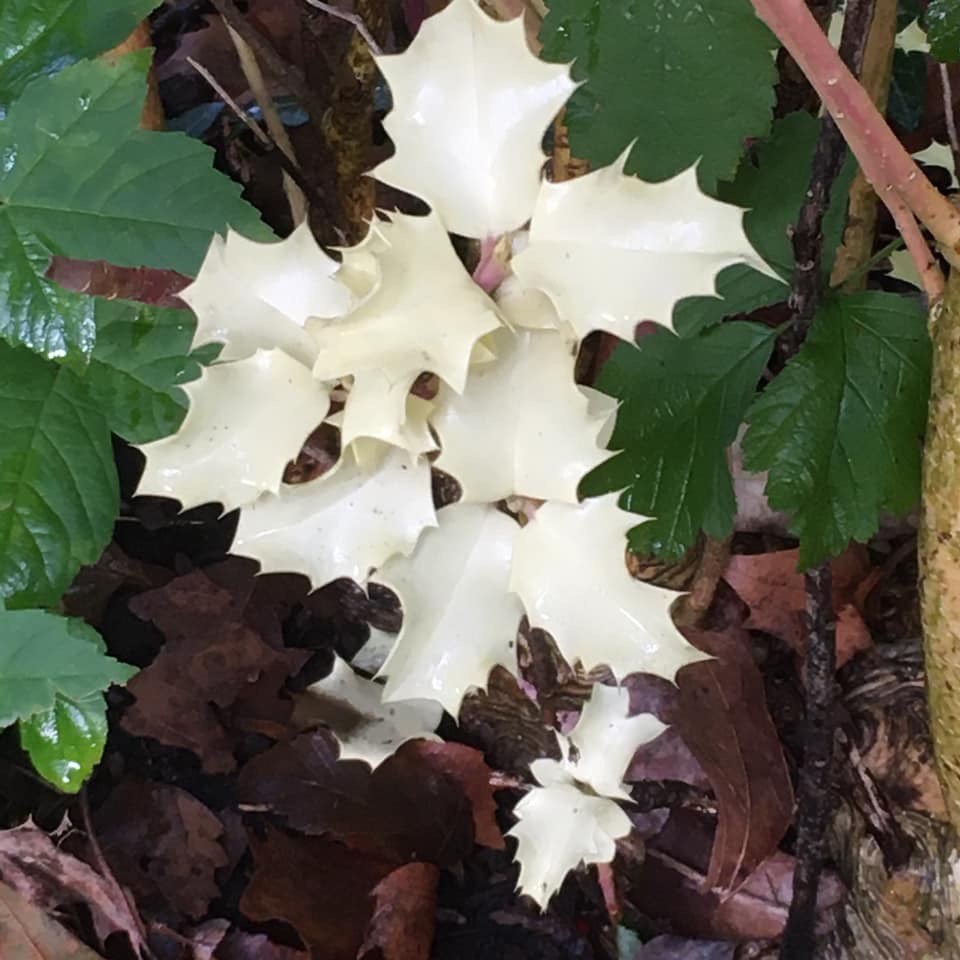 Witte-bladeren-groene-hulst