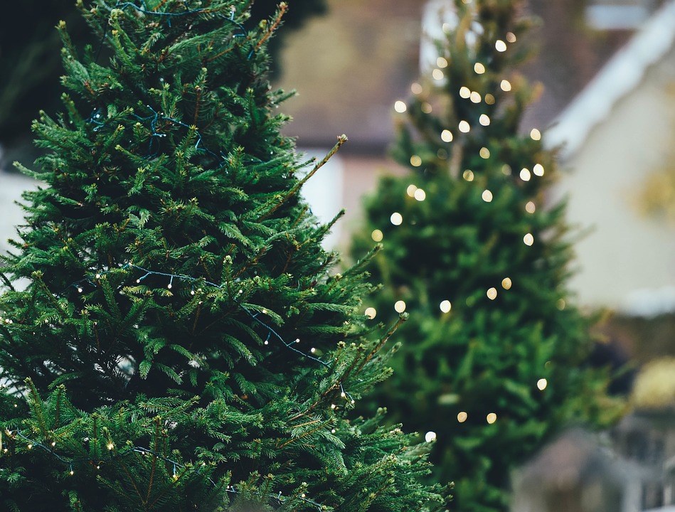 Echte kerstboom blijft populair