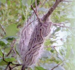 Nest herkennen van de eikenprocessierups in de boom