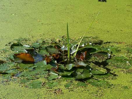 algengroei-zweefalgen-bruin-vijverwater-algenbestrijding-heldere-vijver-zwemvijver-natuurlijk-vijverfilter