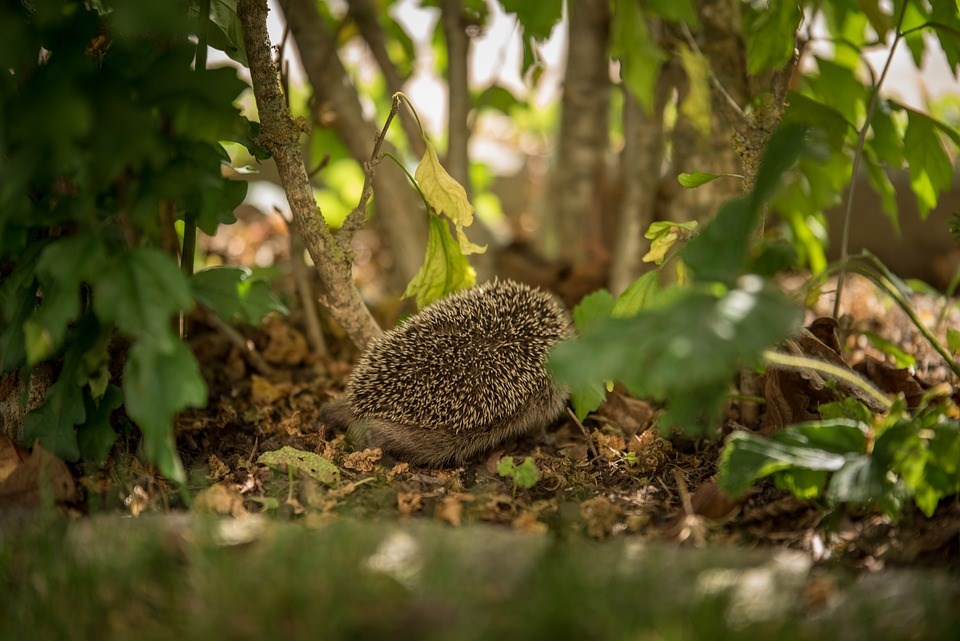 Egels in de tuin zijn nuttige voor de biodiversiteit