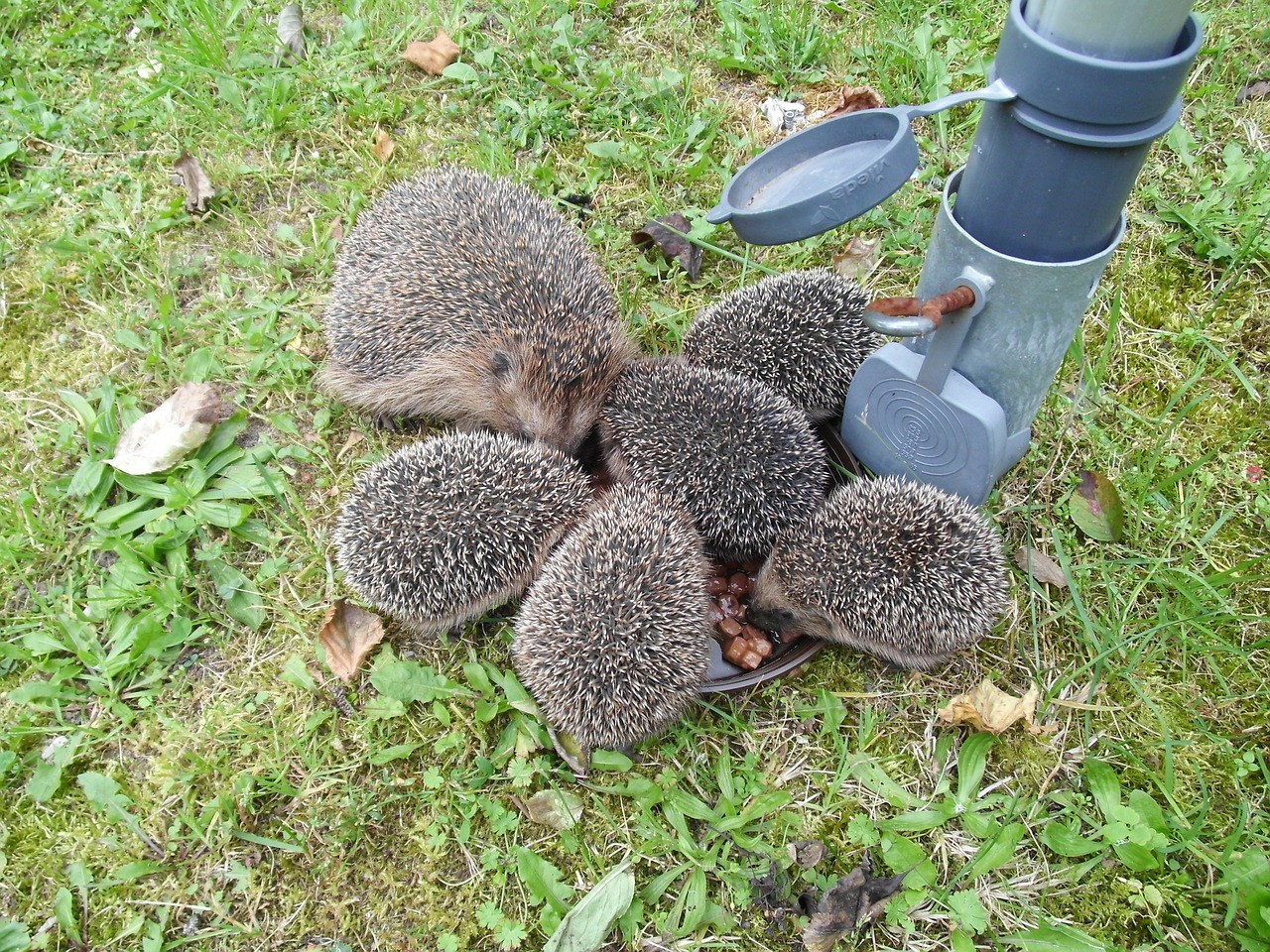 egelopvanghuizen-in-Gelderland-spoed-hulp-gewonde-egels