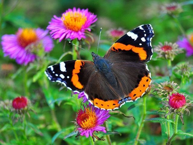 Vlinders in de tuin lokken met langbloeiende vaste planten