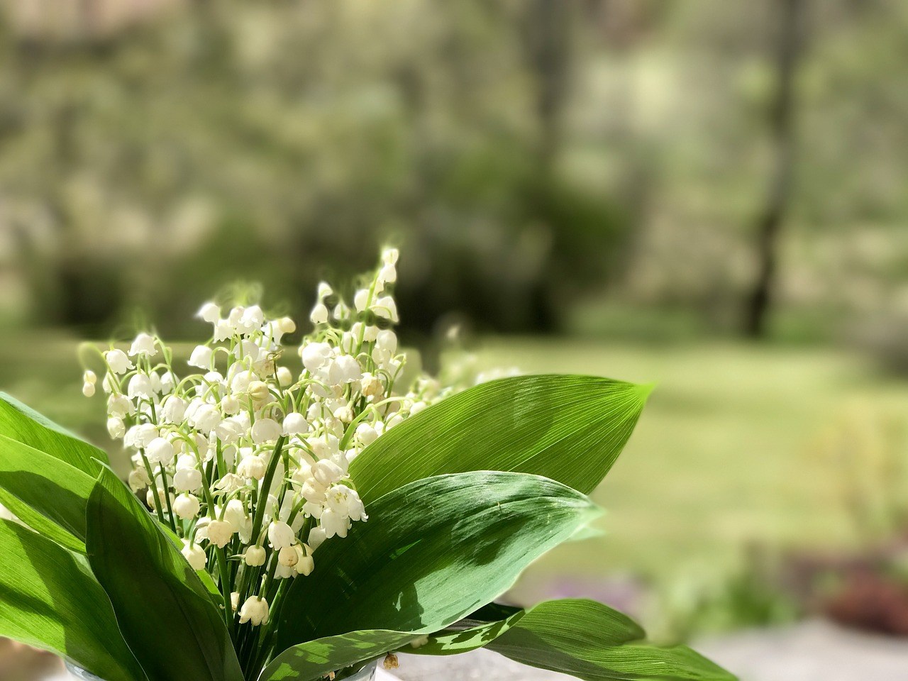 Schaduw planten met witte bloemen bodembedekkend