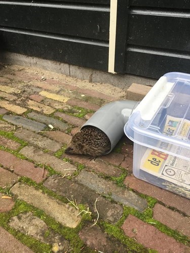 Katten eten bakjes egels op wat kan ik doen