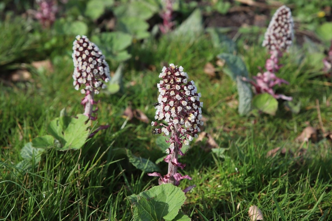 Bloemen-groot-hoefblad-voorjaarsbloemen-bevlogen-door-wilde-bijen