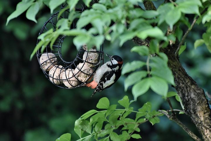 Spechten in de tuin proberen te lokken met welk voer