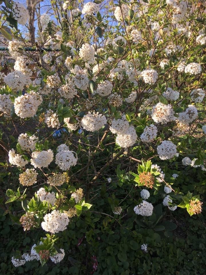 Struik-witte-bloemen-welke-naam-struik