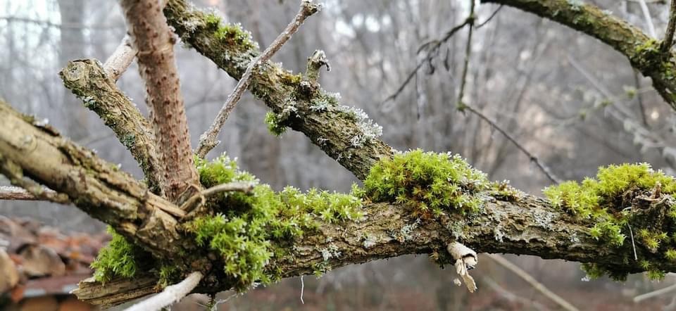 Bomen verbinden onderling