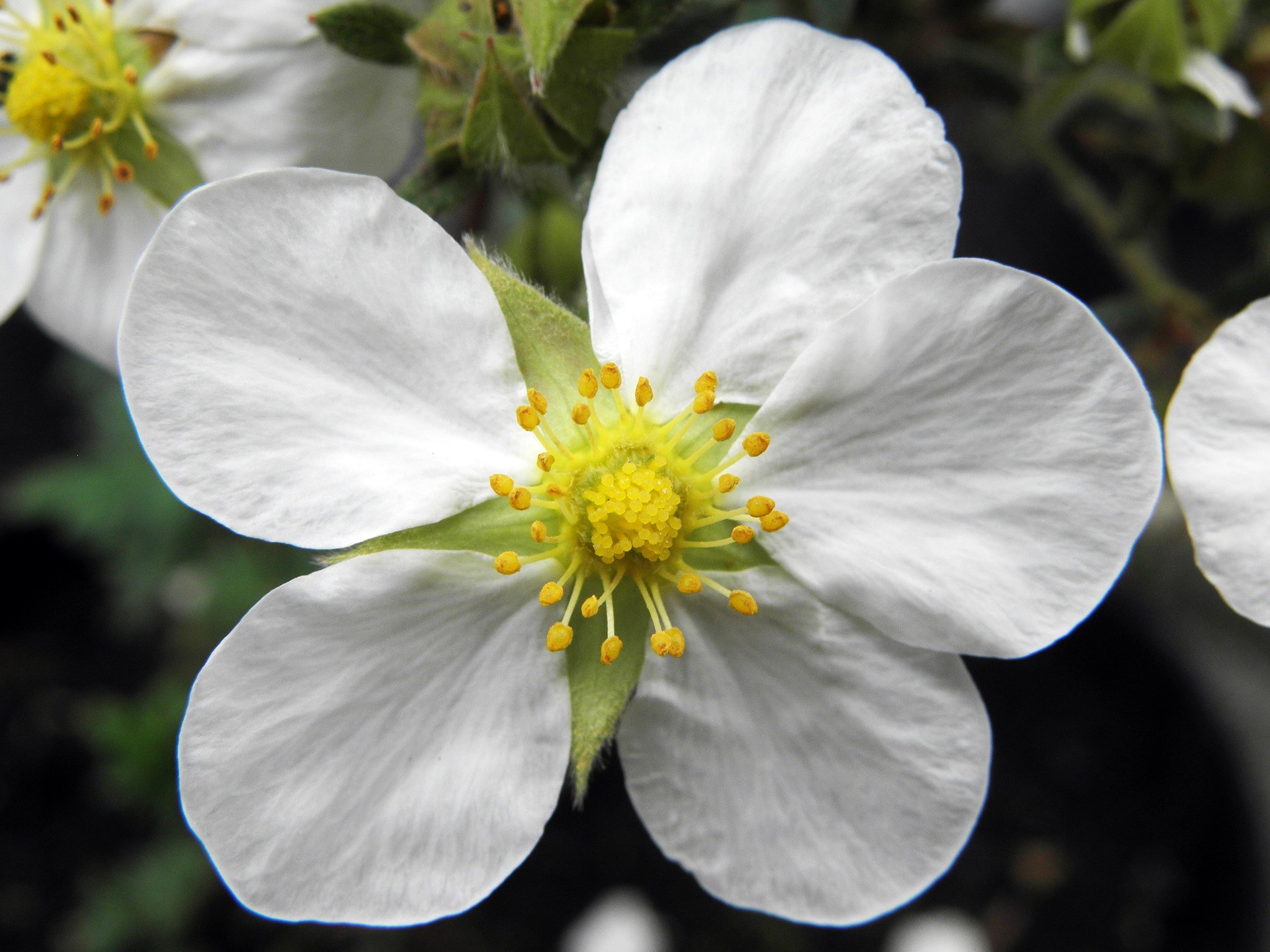 Ganzerik die ook in de herfst bloeit