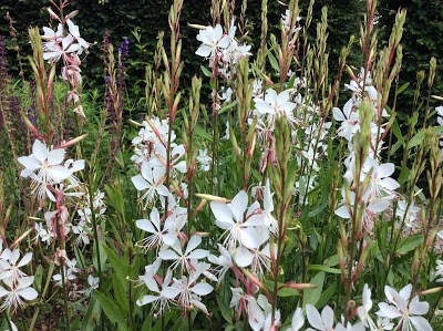 Najaarsbloeier Gaura lindheimeri 'Whirling butterfies' 