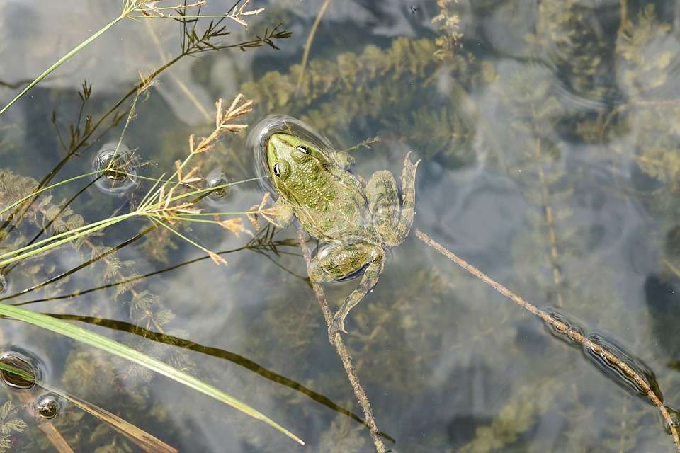 helder-vijverwater-zonder-filter-filterinstallatie-waterplanten-zuiveren