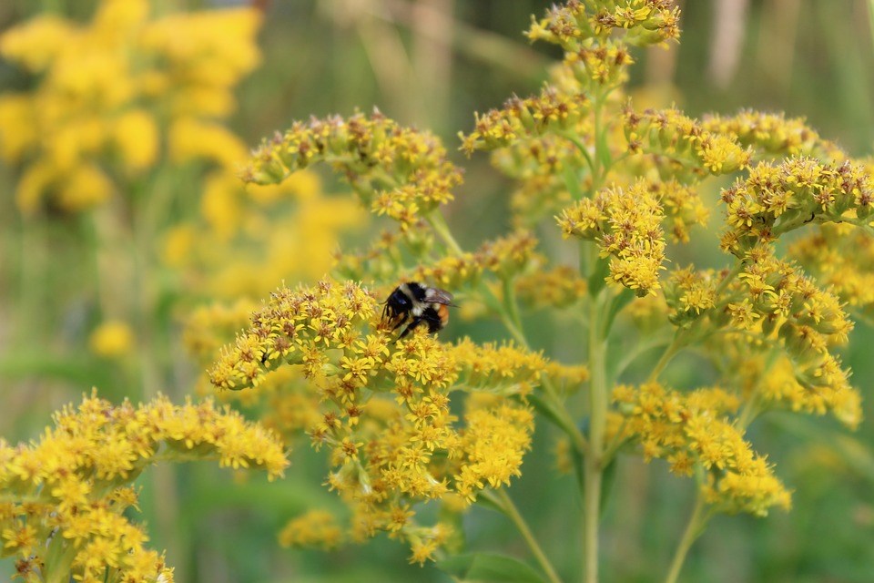 vaste planten geel insectvriendelijk sterke planten