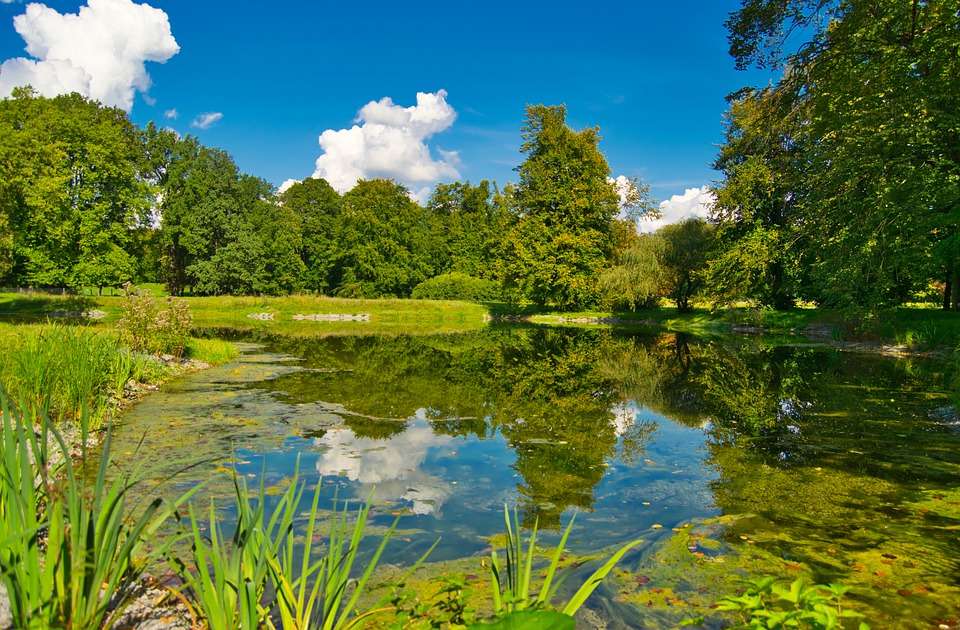 Toerist lavendel Bejaarden Groen of Bruin vijverwater helder krijgen.