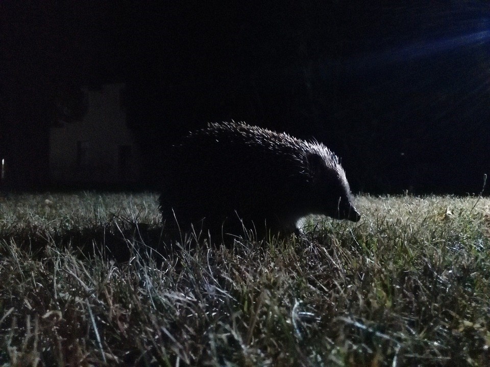 Egels zijn nachtdieren die beschermd zijn 