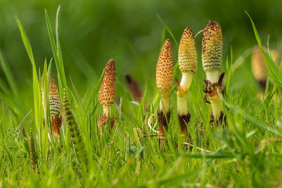 heermoes is een zeergezonde voeding mede door de diepte van de wortels die veermineralen naar boven haald