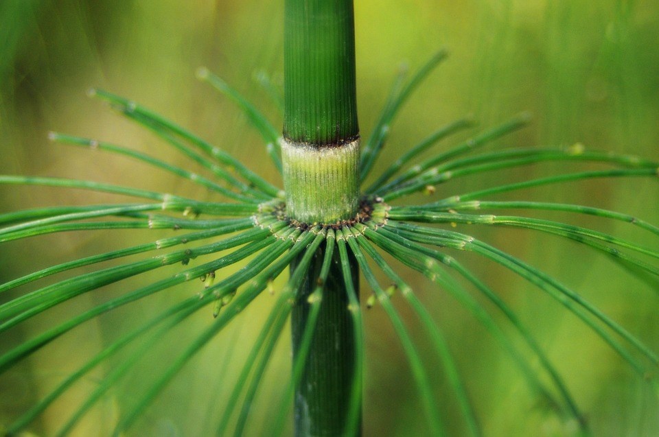 Bijnamen Heermoes (Equisetum arvense)  Ze noemen me, naast tuindersverdriet, ook wel kattenstaart of paardenstaart, maar mijn naam is Heermoes. Ik ben lid van de paardenstaartfamilie. Wij als familie zijn oerplanten en gaan terug tot voor de dinosauriërs. 