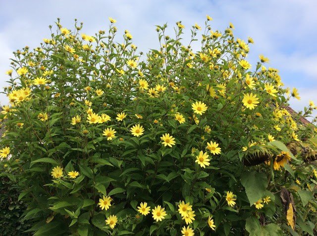 Najaarsbloeier helianthus lemon queen