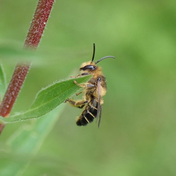help-de-wilde-bijen-overleven
